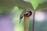 imageflowertwo